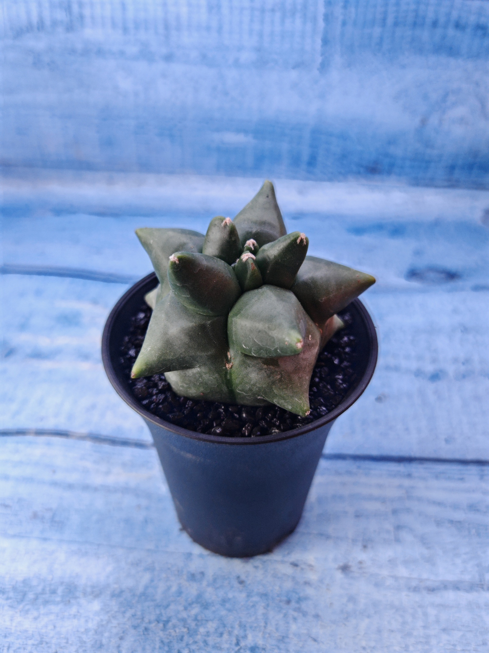 Astrophytum Myriostigma monstrosa (Астрофитум)