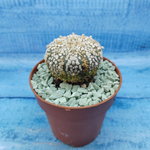 Astrophytum Asterias "Super Kabuto" (Астрофитум)