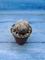 Astrophytum Asterias "Super Kabuto" (Астрофитум)