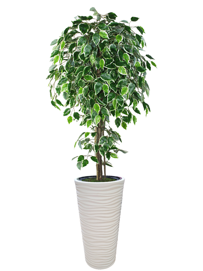 Искусственное дерево Фикус Пестрый 170 см в высоком круглом белом кашпо