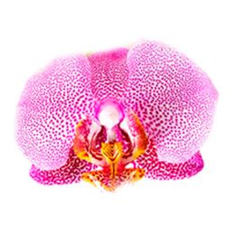 Орхидея розовый леопард