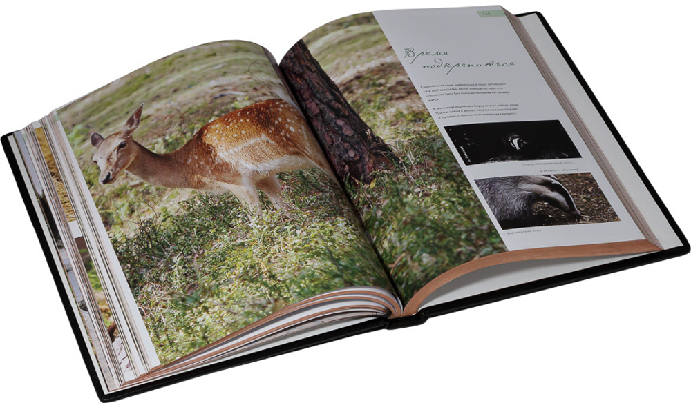 Жизнь русского леса