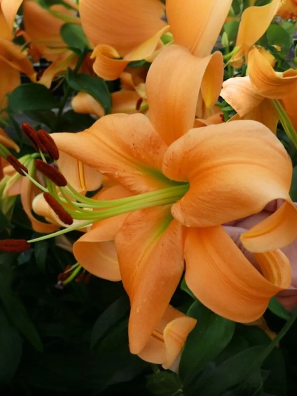 Лилия Оранж Спейс (ОТ-гибрид)