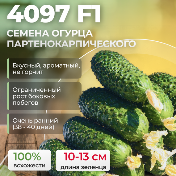 4097 F1 семена огурца (Seminis | Alexagro) продукция