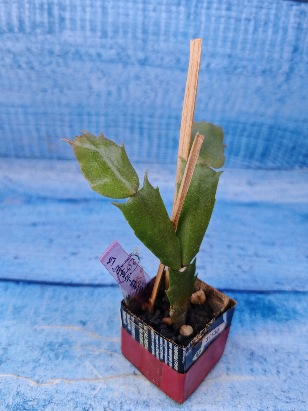 Schlumbergera cv. Fairy Tale (Шлюмбергера)