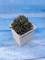Sinocrassula Yunnanensis (Синокрассула)