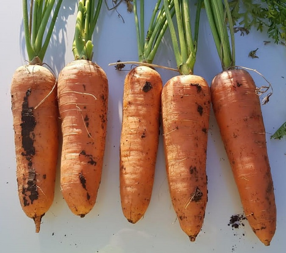 Морковь Ле Санте F1 0,5г Мировые Семена VITA GREEN