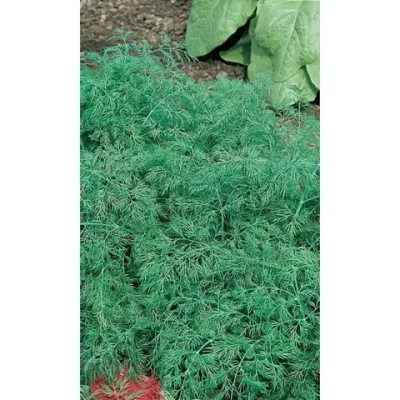 Семена Укроп Обильнолистный (Марс) Б/П