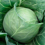 Магнус F1 семена капусты белокочанной (Hazera / Хазера)