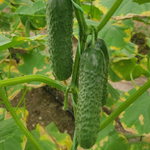 Рубинштейн F1 семена огурца партенокарпического (Rijk Zwaan / Райк Цваан)