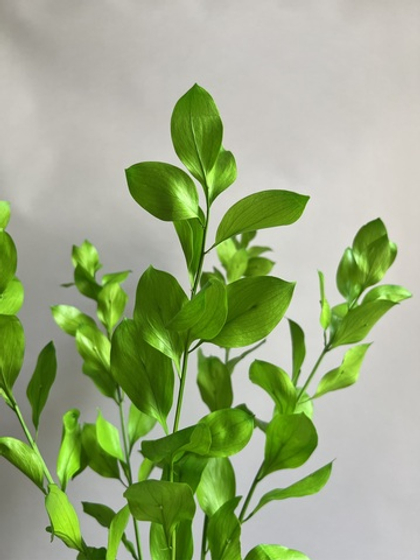 Рускус садовый стабилизированный зеленый