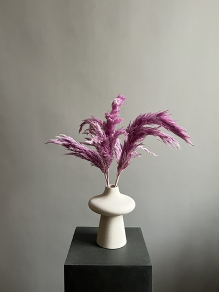 Тростник сиреневый