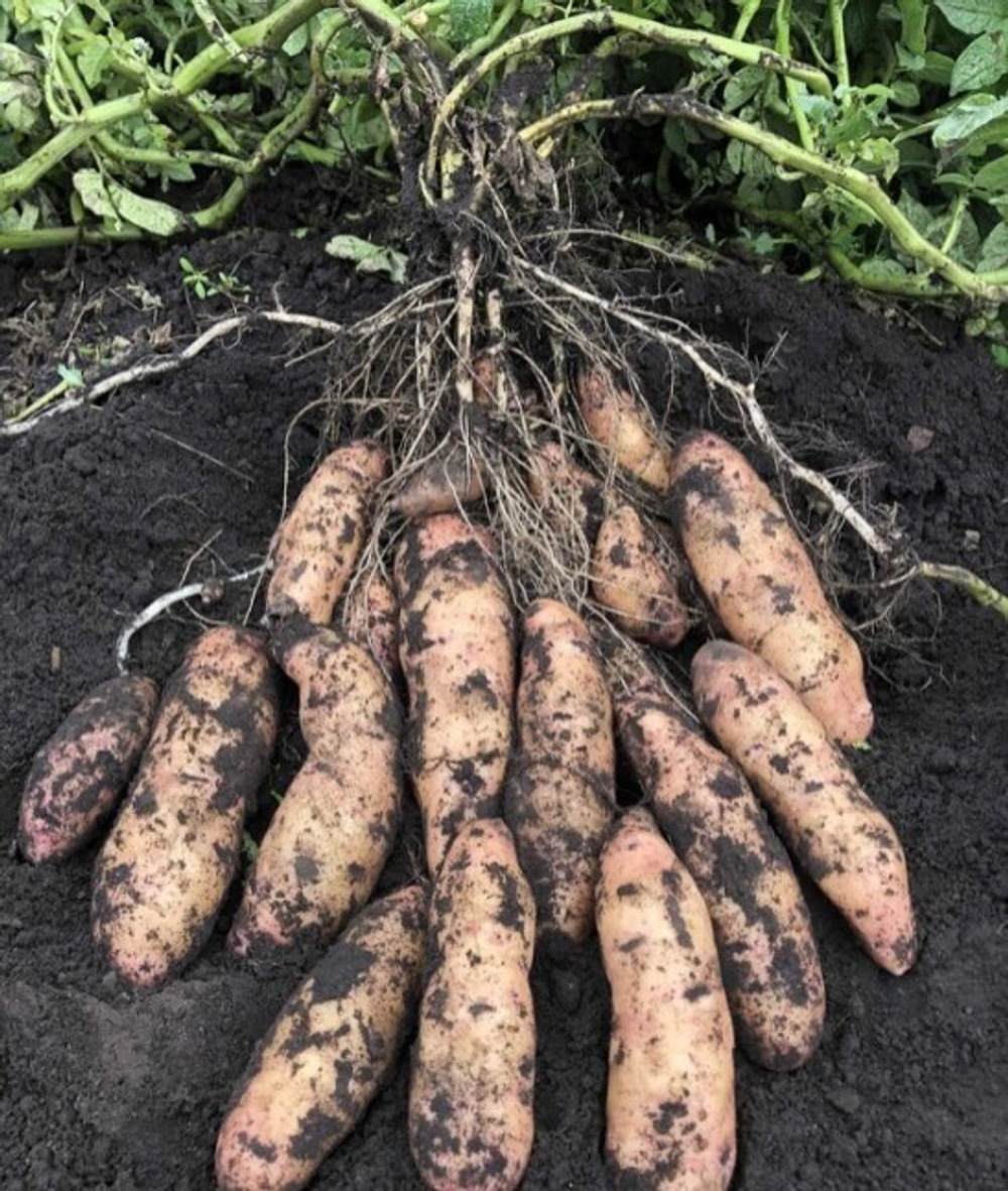 Дикий картофель Розовое Еловое Яблоко (Pink Fir Apple Potatoes), 10 клубней