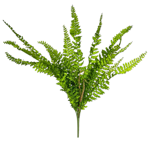 Папоротник нефролепис 70 см.