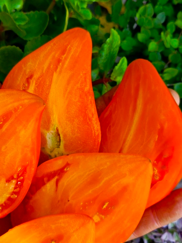 Ночная свеча сорт томата