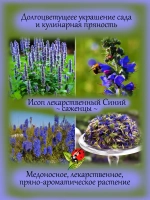 Исоп лекарственный Синий