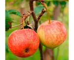 Яблоня летняя Краса сада (2-летняя) п/карл.подвой ЗКС