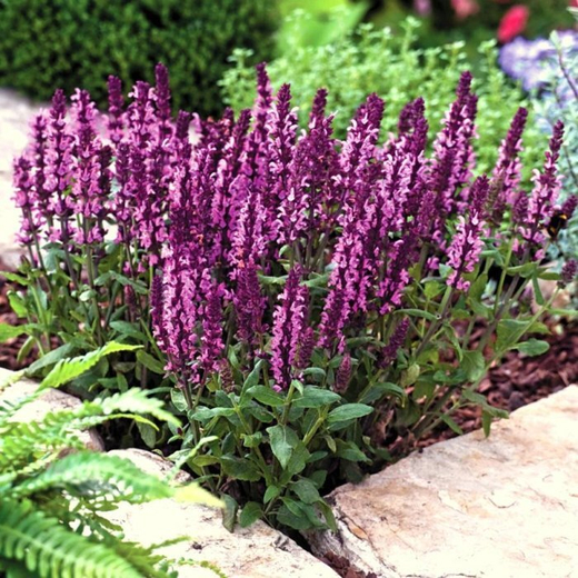 Шалфей дубравный Нью Дименшен Роуз Р9 Закупка М36 получение май-июнь 2026