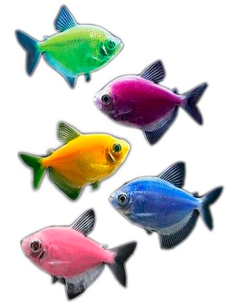 Тернеция (код 022) (Gymnocorymbus ternetzi Boulenger, 1895) Тернеция (код 022) (Gymnocorymbus ternetzi Boulenger, 1895)