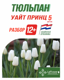 Тюльпан Луковица, Уайт Принц 5 шт, разбор 12+