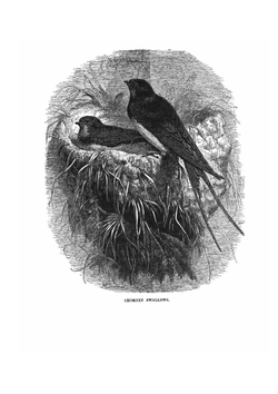 Tiny houses and their builders | Elizabeth Anna Hart