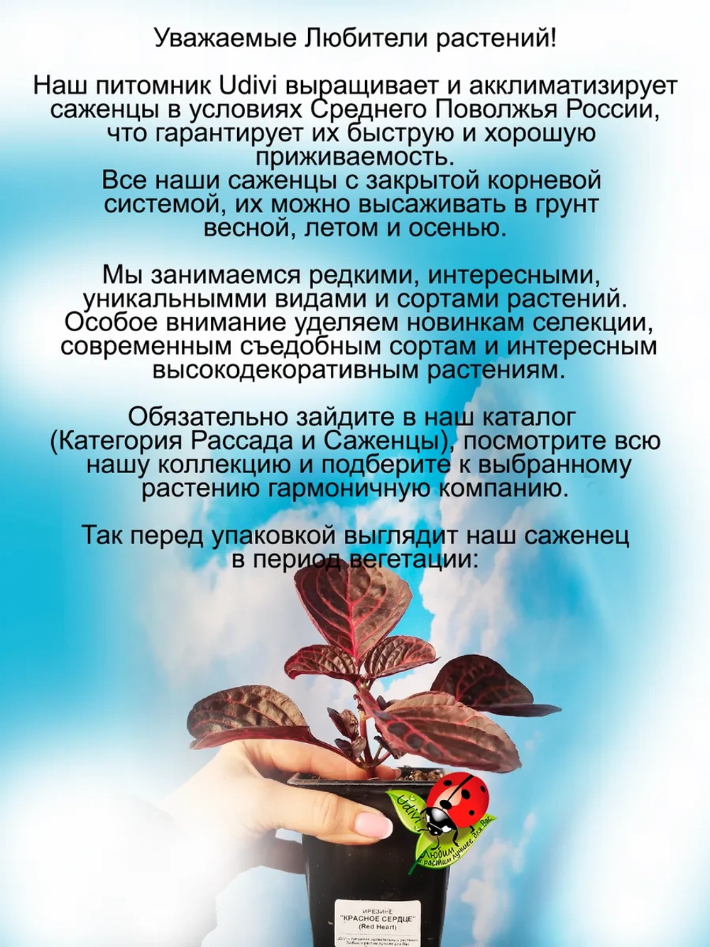 Ирезине Хербста Красное сердце