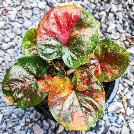 Каладиум INFINITY