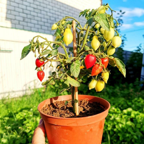 Помидоры Маленький Разрушитель Сердец