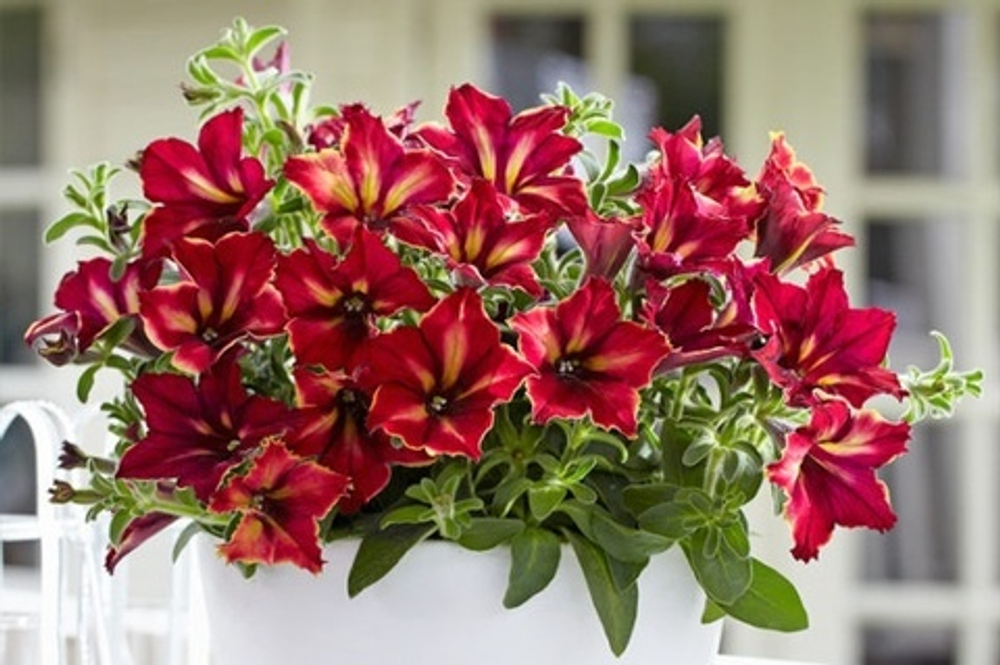 Петуния CRAZYTUNIA MANDAVILLE