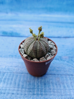 Euphoria Obesa (Эуфорбия)