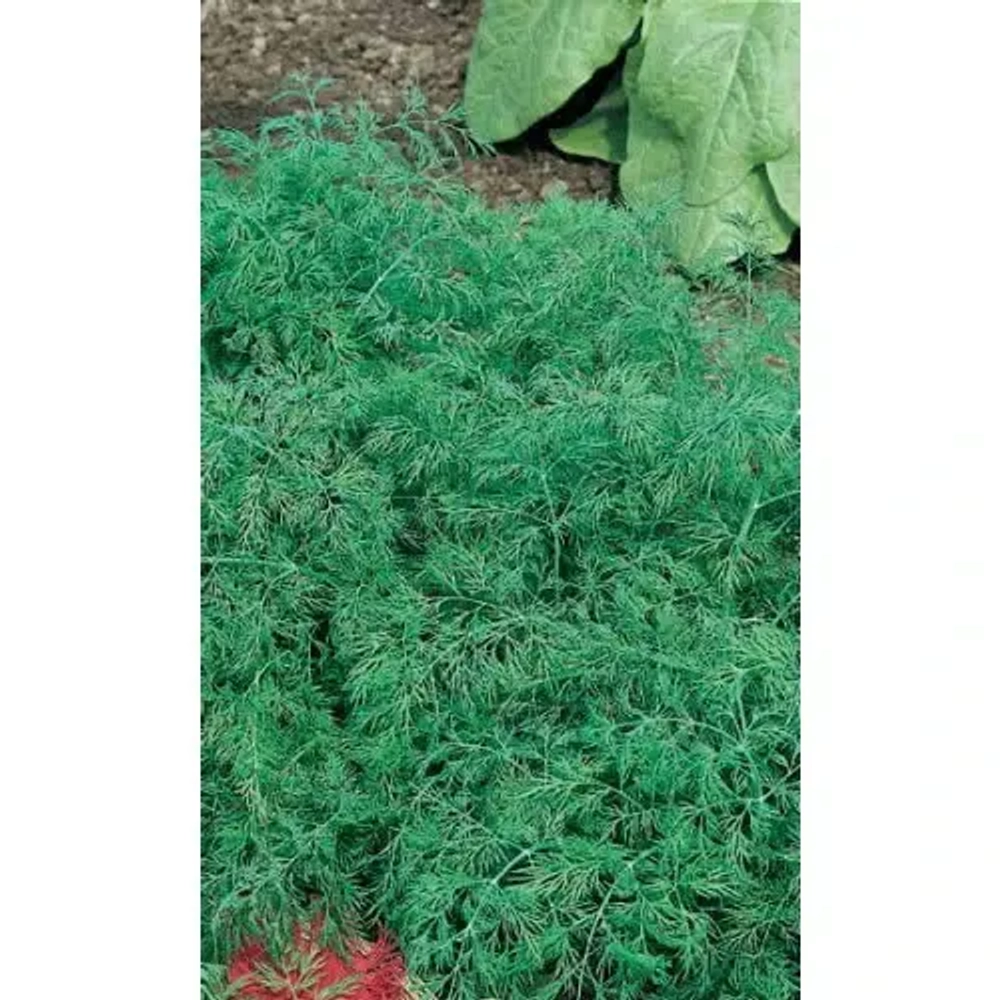 Семена Укроп Обильнолиственный (УД) Е/П