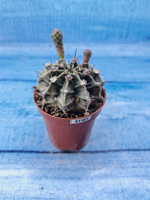 Gymnocalycium Friedrichii (Гимнокалициум)