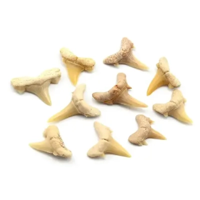 Минерал зуб акулы "Serratolamna" 10*3*10мм