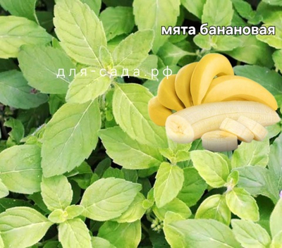 МЯТА БАНАН