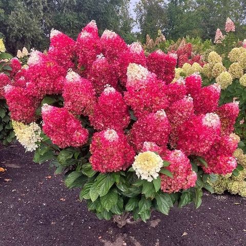 Гортензия метельчатая РЕД ВЕЛЬВЕТ (Hydrangea paniculata 