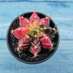 Gymnocalycium Variegata (Гимнокалициум Вариегатный)
