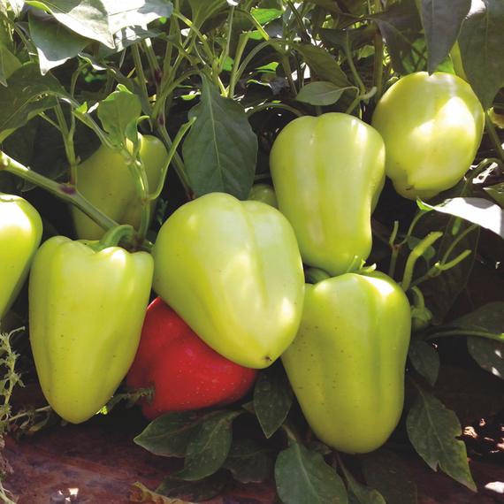 Анетта F1 семена перца сладкого (Enza Zaden / Энза Заден) – фото 2