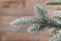 Ель Нормандия Пушистая 100% литая 260см заснеженная Triumph Tree