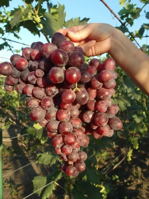 Виноград Подарок Несвятая Закупка М70 июнь 2026