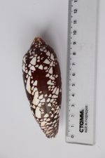 Конус ауликус (Conus aulicus) (скол на губе)