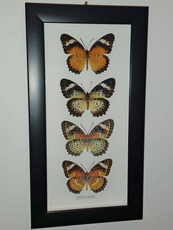 Бабочка Cethosia cyane в рамке