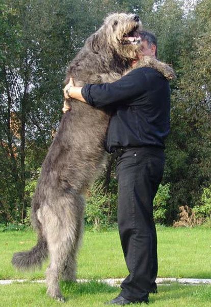 Ирландский волкодав Ирландский волкодав