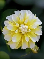 Георгин декоративный Осака