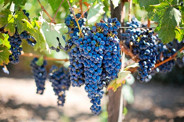 Секреты ухода за виноградом в августе
