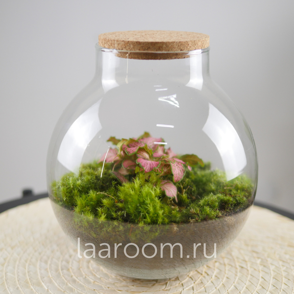 Флорариум эко-система Du-Bubble Фиттония