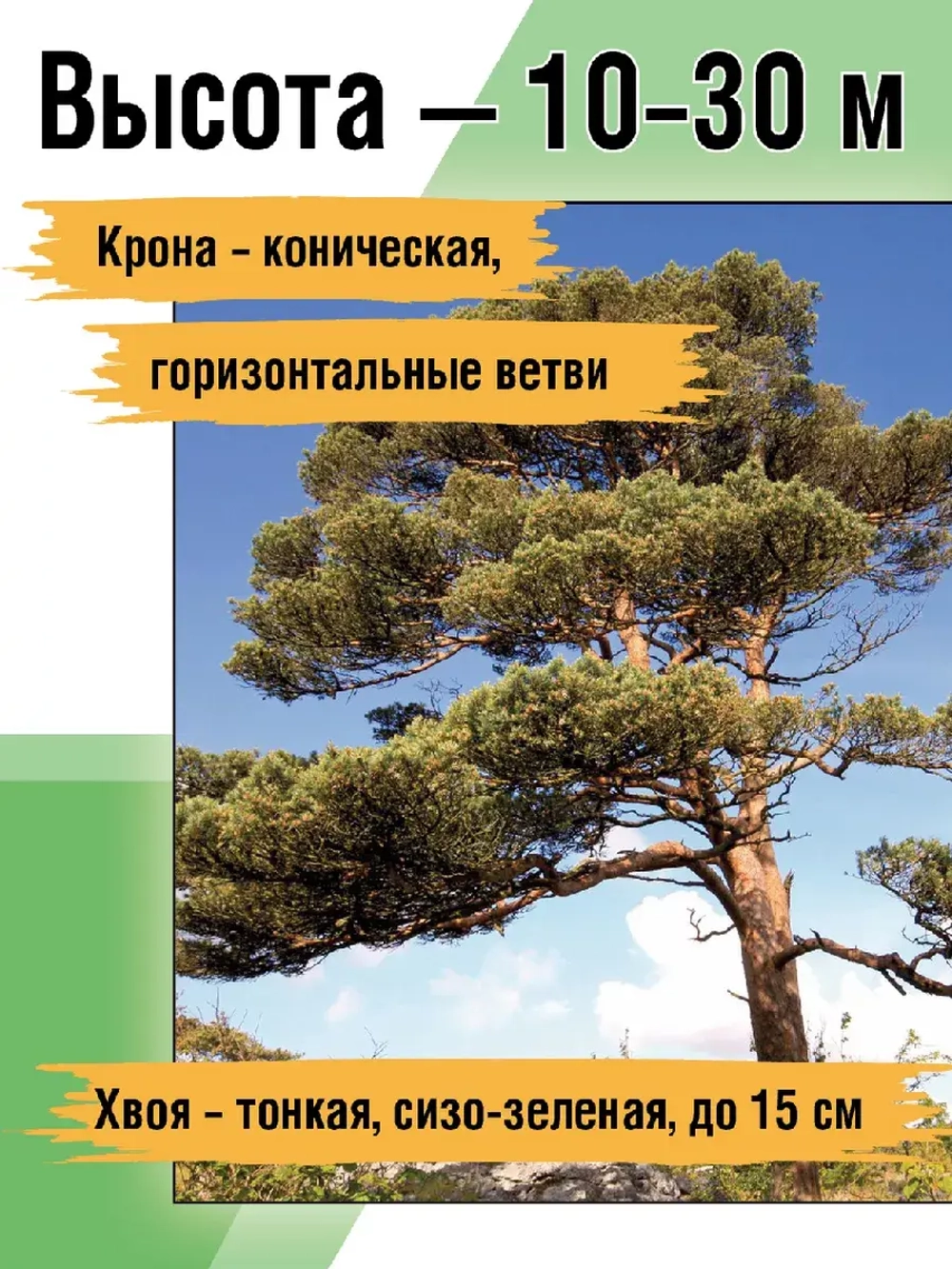 Сосна обыкновенная рассада и саженцы хвойных деревьев