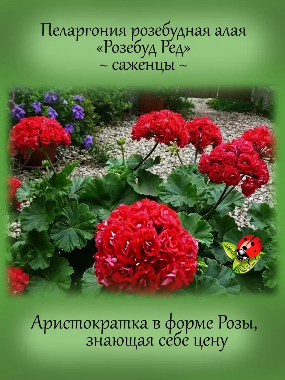 Пеларгония Розебуд Ред розебудная