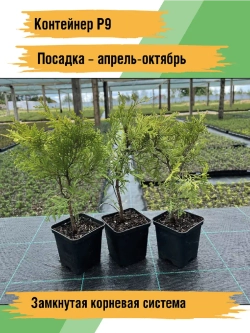 Туя саженец западная Вудварди хвойные деревья