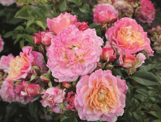 Роза Кантри герл С7 Закупка М57 июнь 2026