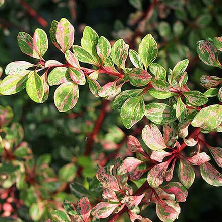 Барбарис Тунберга Наташа С2 20-30